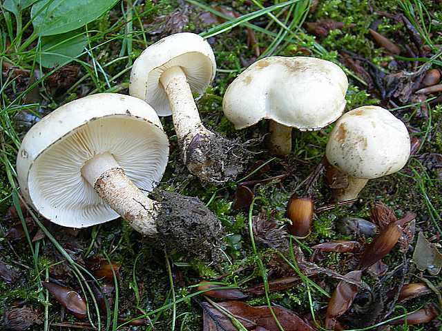 Funghi cittadini